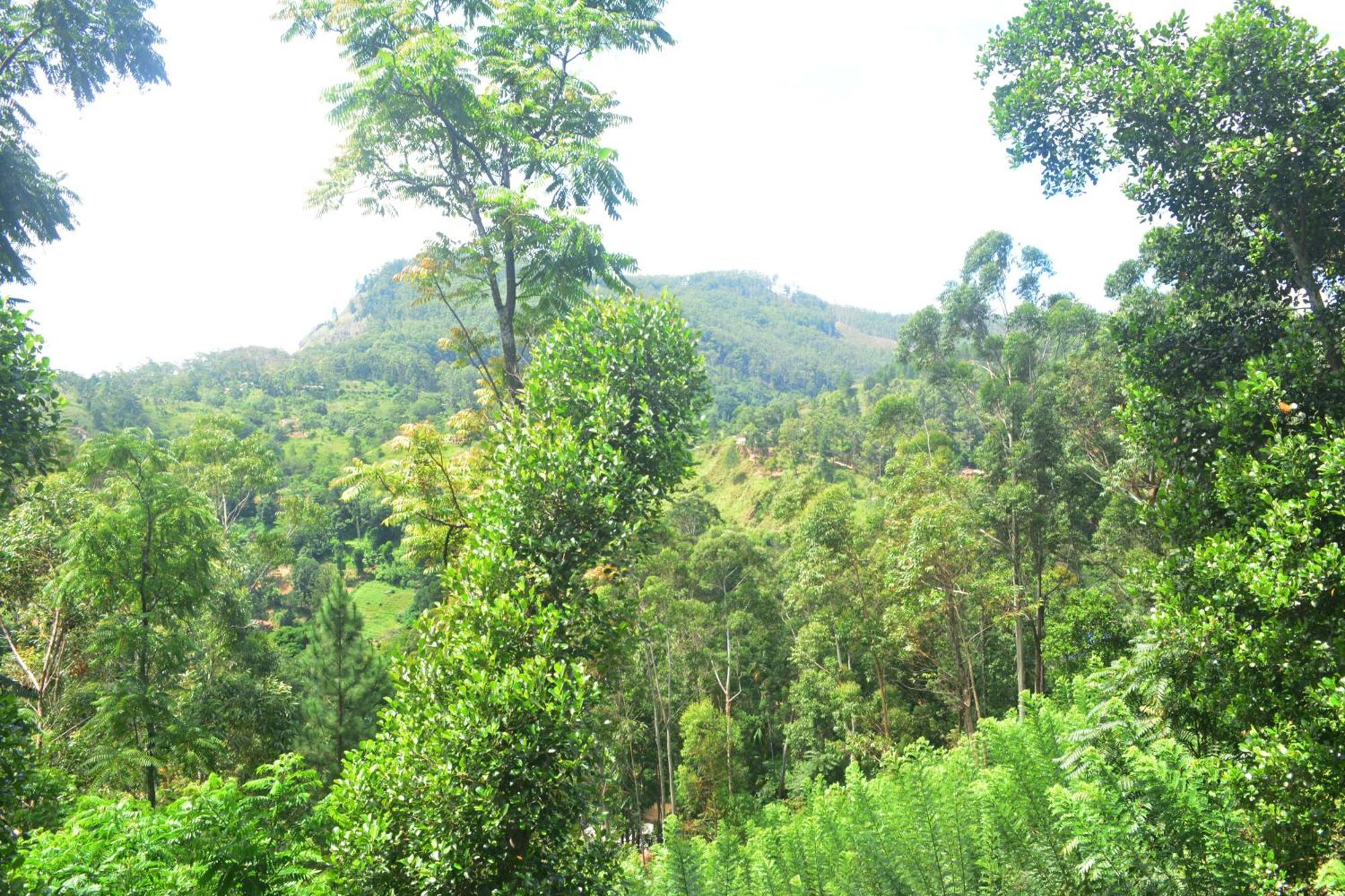 Racy Nature Cottage Ella Εξωτερικό φωτογραφία